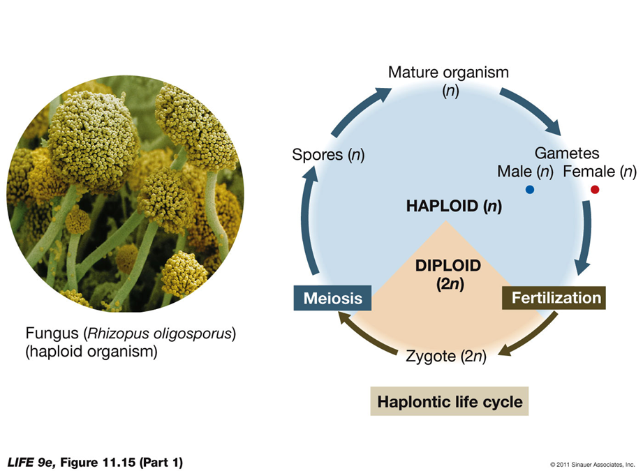 <ul><li><p>Sexual reproduction: The offspring are not identical to the parents.</p></li><li><p>It requires gametes (specialized reproductive cells) created by meiosis; two parents each contribute one gamete to an offspring.</p></li><li><p>Gametes—and offspring—differ genetically from each other and from the parents.</p></li><li><p>Somatic cells—body cells not specialized for reproduction.</p></li><li><p>Germ cells—body cells specialized for reproduction and meiosis (diploid).&nbsp; Produce gametes</p></li><li><p>Diploid cells contain homologous pairs of chromosomes with corresponding genes. Each gamete contributes one homolog.</p></li><li><p>Gametes contain only one set of chromosomes.</p><ul><li><p>Haploid: Number of chromosomes = n</p></li><li><p>Fertilization: Two haploid gametes (female egg and male sperm) fuse to form a diploid zygote; chromosome number = 2n</p></li></ul></li><li><p>SO BASICALLY diploids are the set of chromosomes you always have and then the germ ones are the ones specifically making haploid gametes to be used for reproduction and meiosis. all germ cells are diploid, but not all diploid cells are germ cells</p></li><li><p>Germ cells undergo meiosis, a type of cell division that reduces the chromosome number by half.</p><ul><li><p><strong>Result</strong>: Produces haploid gametes (sperm and egg cells), each with one set of chromosomes (23 in humans).</p></li></ul></li></ul><p>&nbsp;</p><ul><li><p>Several kinds of sexual life cycles</p></li><li><p><strong>Haplontic life cycle: </strong>In protists, fungi, and some algae—zygote is only diploid stage</p></li><li><p>After zygote forms it undergoes meiosis to form haploid spores, which germinate to form a new organism</p></li><li><p>Organism is haploid, produces gametes by mitosis—cells fuse to form zygote</p></li></ul><p></p>