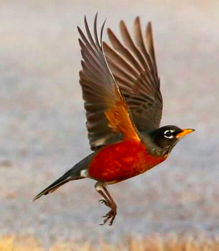 <p>American Robin</p>