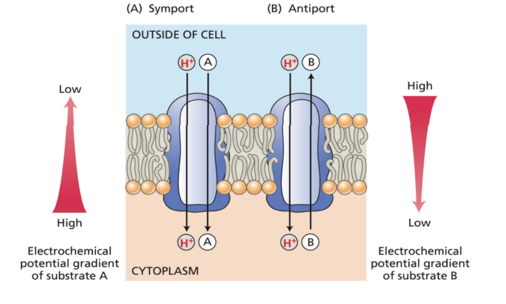 <p>symport and antiport brings molec in against its gradient without use of ATP</p>