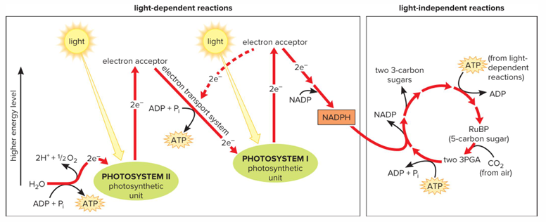 <p>In thylakoid membranes of chloroplasts. Water molecules split apart, releasing electrons and hydrogen ions; oxygen gas released. Electrons pass along electron transport system. ATP produced. NADP is reduced, forming NADPH (used in light-independent reactions)</p>