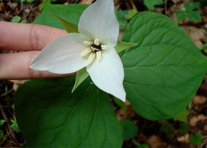 <p>a vigorous clump-forming perennial with erect stems clad with a whorl of 3 broadly ovate leaves. From the center of the leaf whorl emerges a solitary, white flower in spring, up to 4 in. across (10 cm), adorned with 3 recurved petals. Long-lasting, the large blossoms turn pale pink as they age and give way to berry-like capsules.</p>