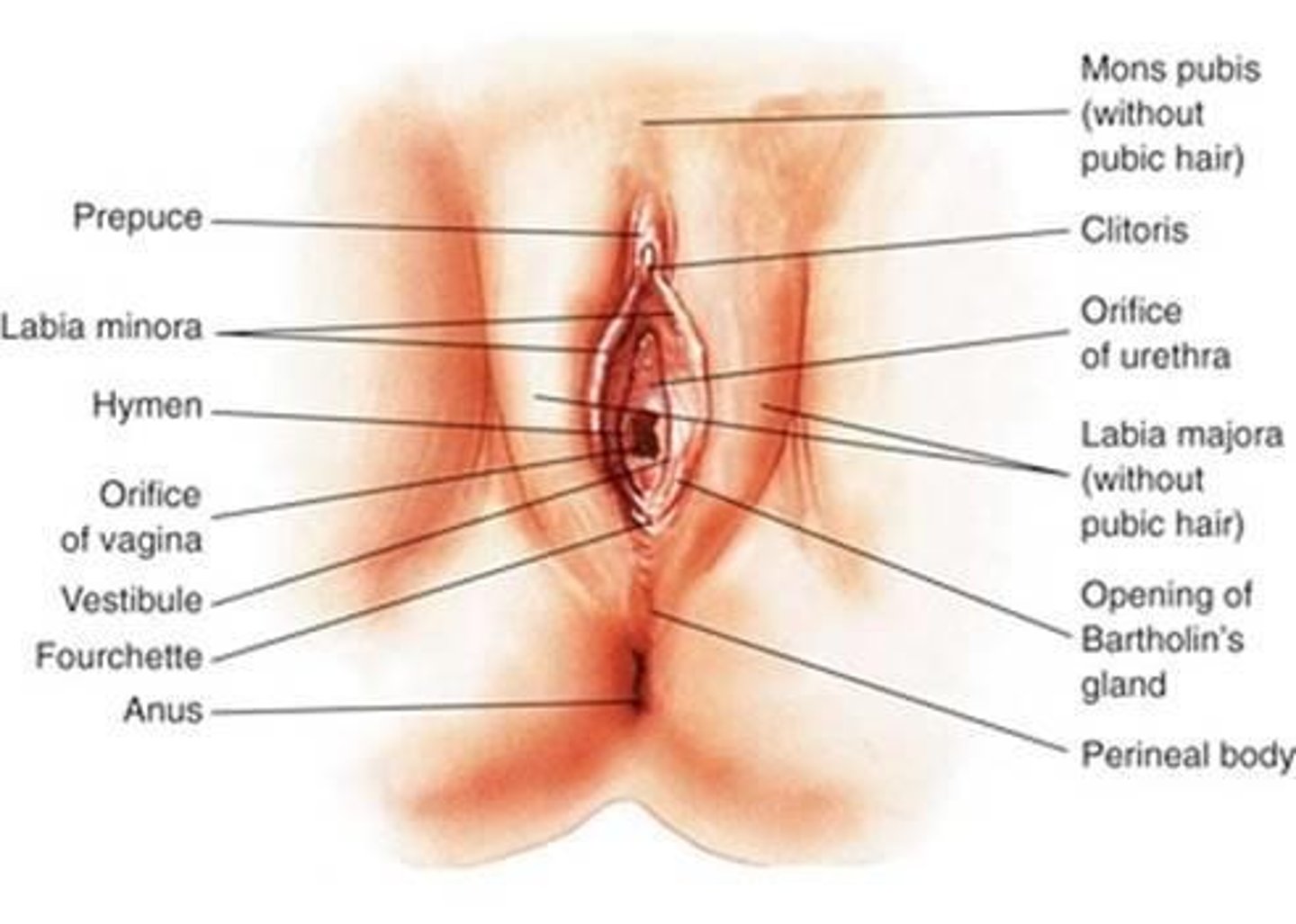 <p>Expected findings include smooth and clean skin; unexpected findings may include improper hygiene.</p>