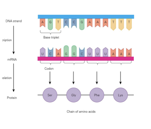 <ul><li><p>mRNA moves into the cytoplasm and binds to a ribosome&nbsp;</p></li><li><p>The ribosome reads the mRNA one codon at a time (3 bases)&nbsp;</p></li><li><p>Each codon is code for a specific amino acid&nbsp;</p></li><li><p>The amino acids are joined together to form a protein</p></li></ul><p></p>