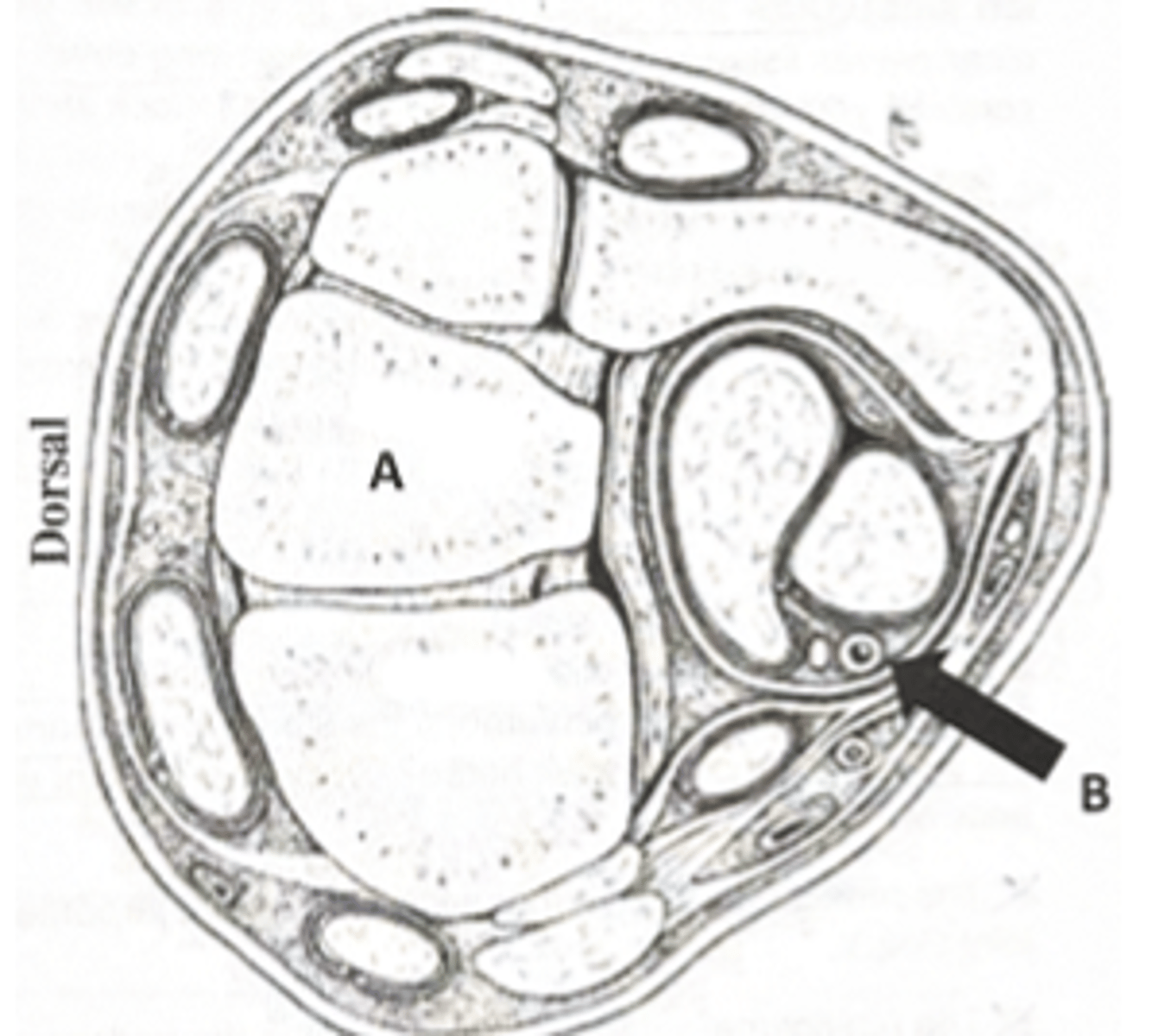 <p>identify the artery indicated by B</p>
