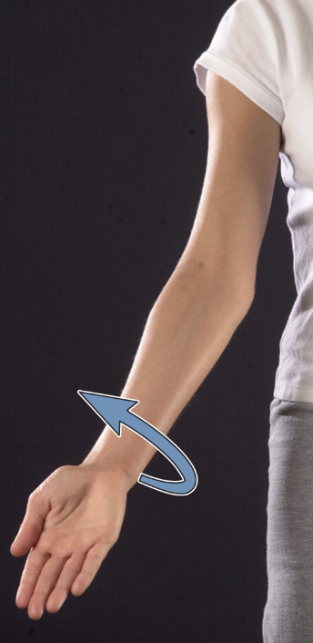 <p>supination</p>