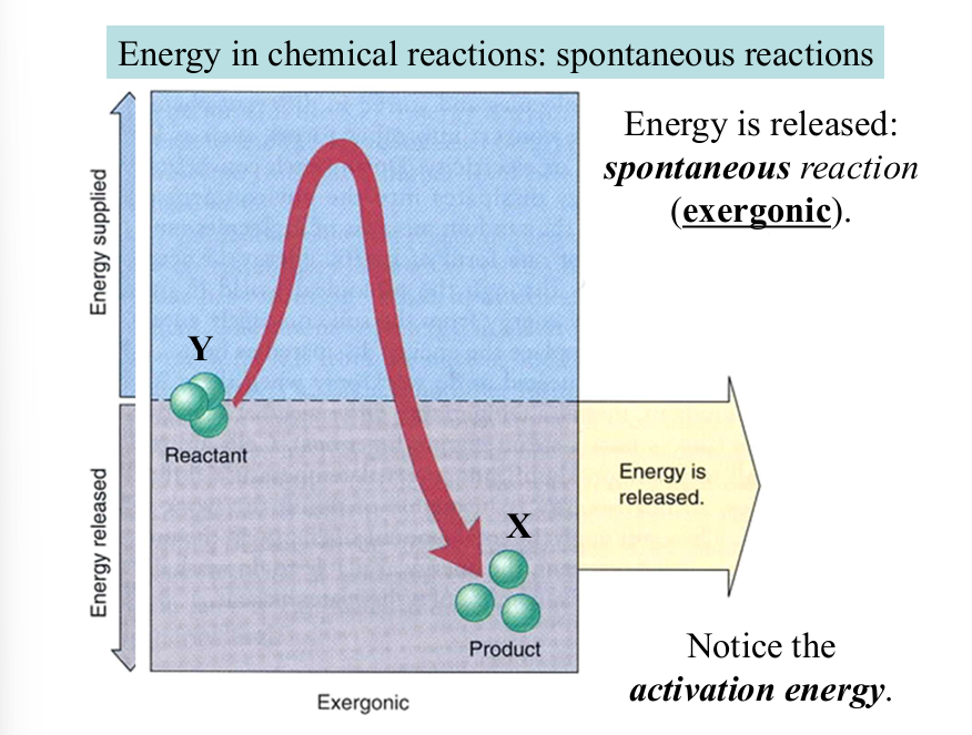 <p>occurs naturally without continuous input of external stimuli</p><p>energy is released (exergonic)</p>