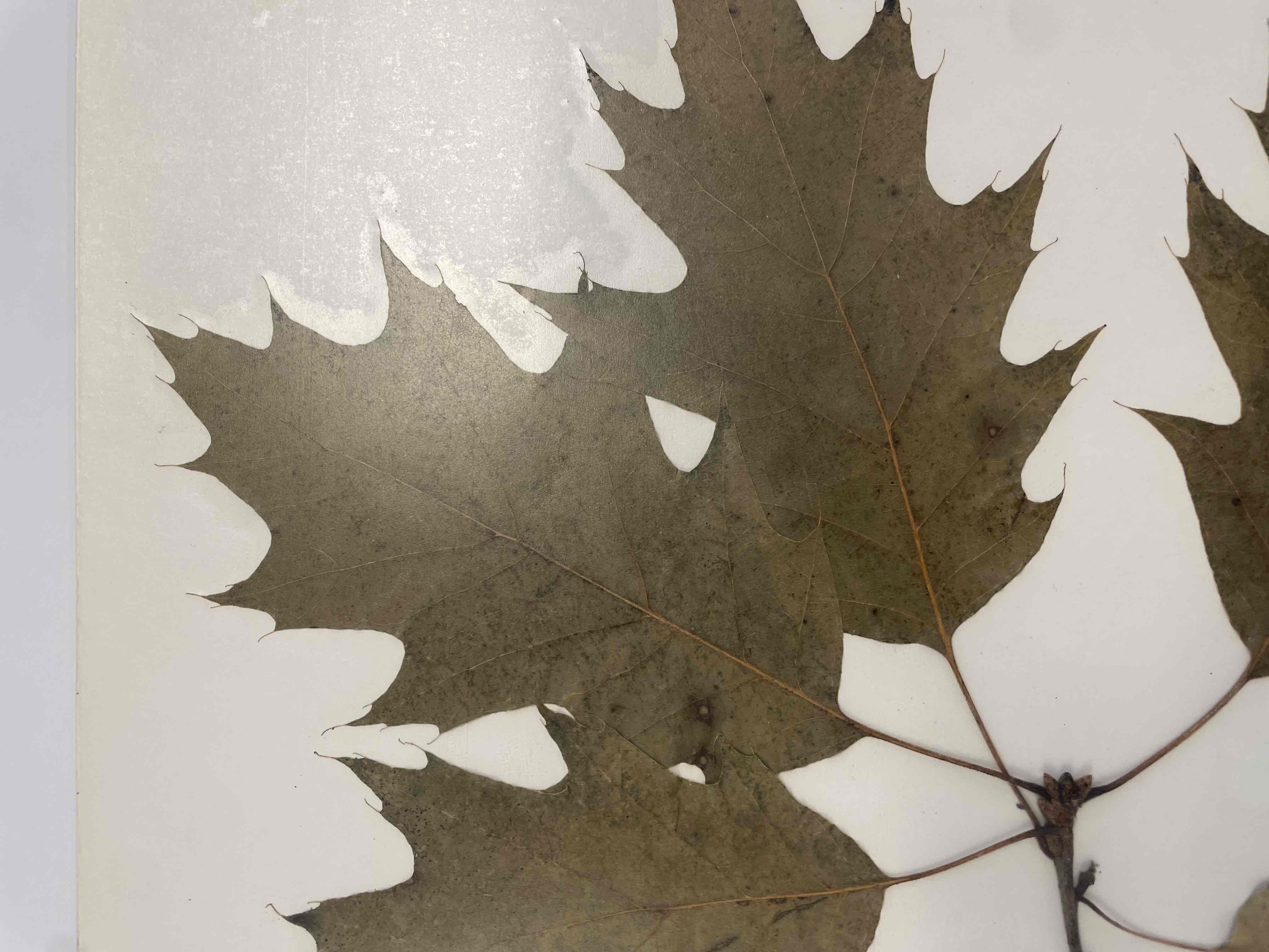 <p>Quercus rubra (Fagaceae)</p>
