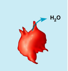 <p>animal cells in hypertonic solution, examples</p>