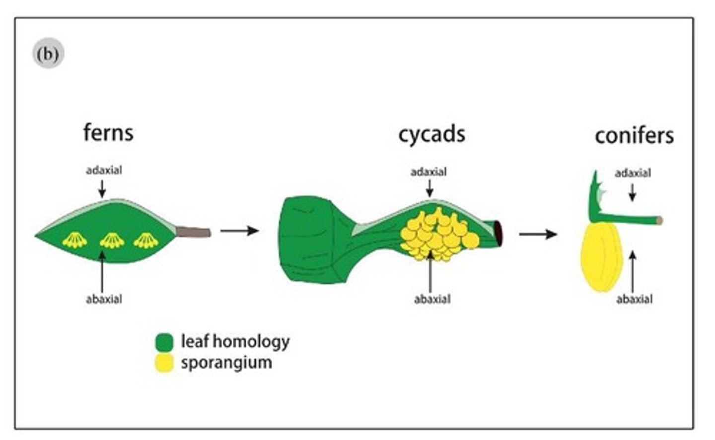 <p>In separate megastrobili (female cones) and microstrobili (male cones).</p>