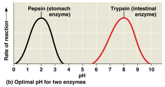 <p>Optimal pH</p>