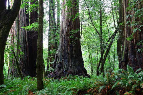 forrest