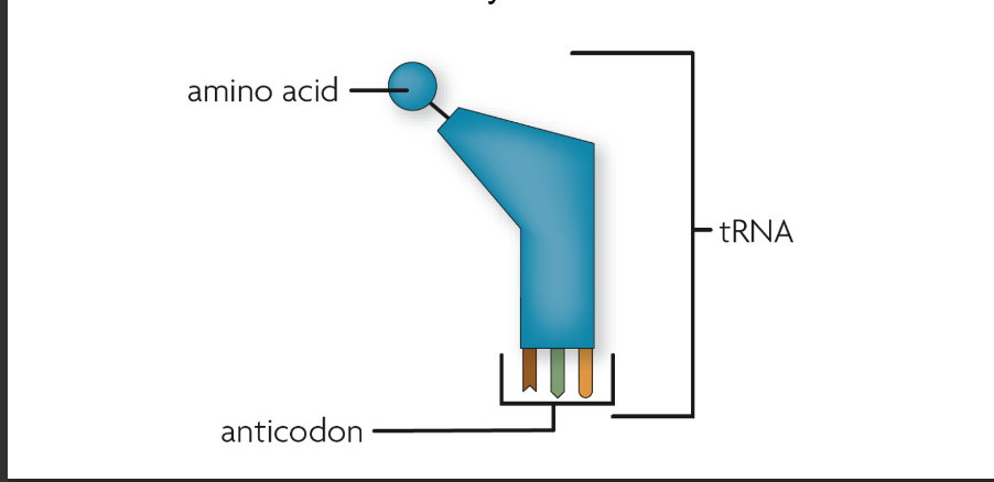 <p>is a set of three nucleotides that is complementary to an mRNA codon.</p><ul><li><p>carried by the tRNA </p></li></ul>