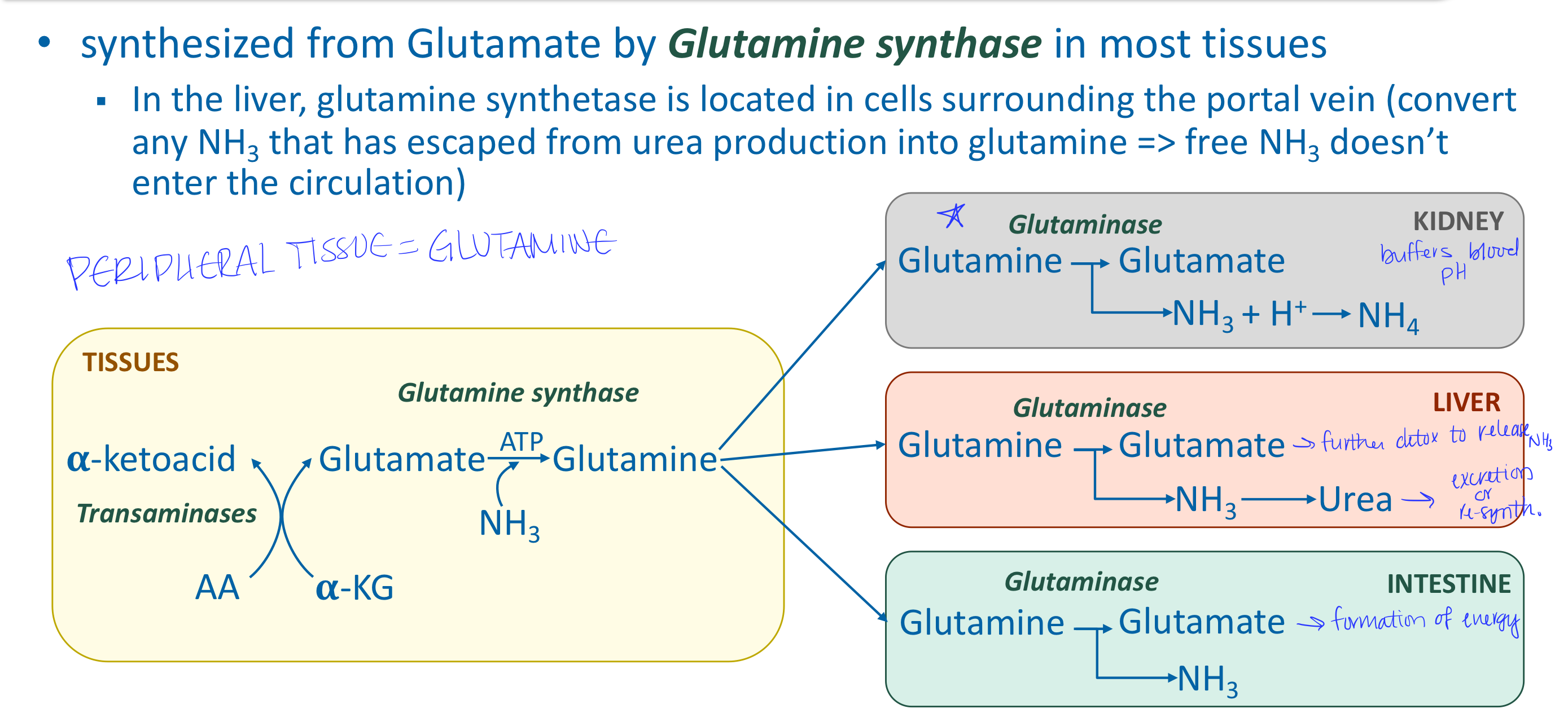 <p>AA transamination produces glutamate → glutamine (tranport form of ammonia) → to the kidneys (buffering), liver (urea formation), intestine (used as fuel)</p>
