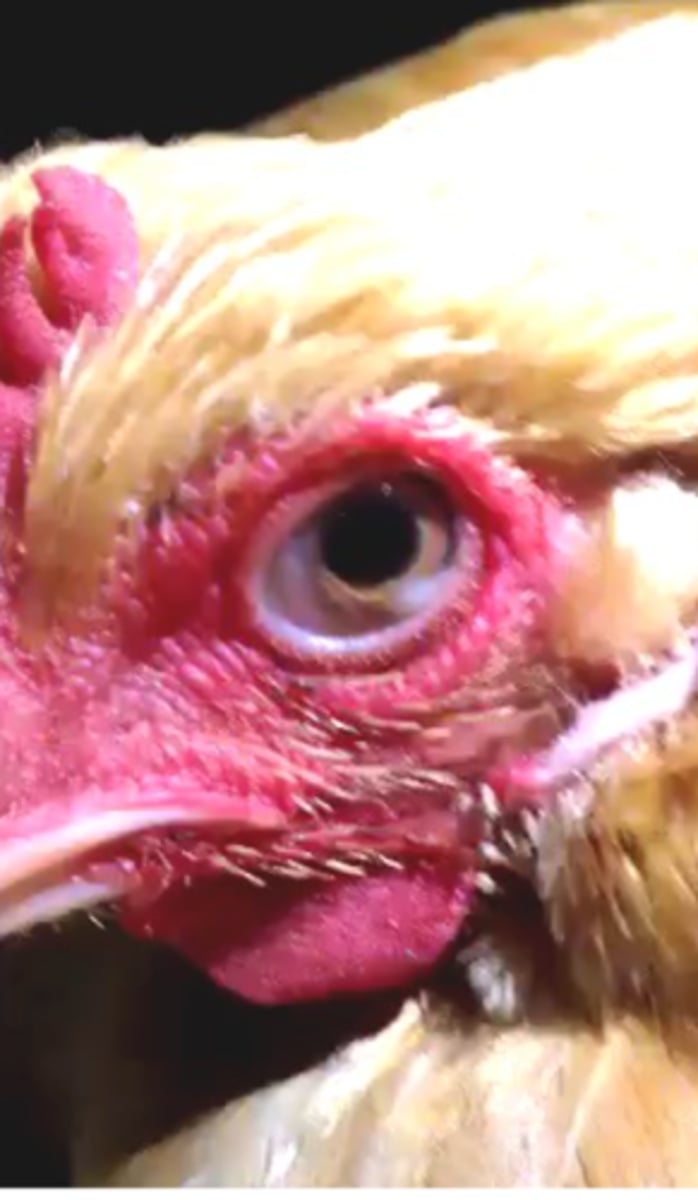 <p>Host: chickens, turkey, ducks;</p><p>Location: inner corner of the orbit, under the nictitating membrane =&gt; causes blindness;</p>