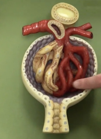 <p>Description: Vessel carrying blood out of the renal corpuscle</p><p>Function: Drains blood from the glomerulus</p>