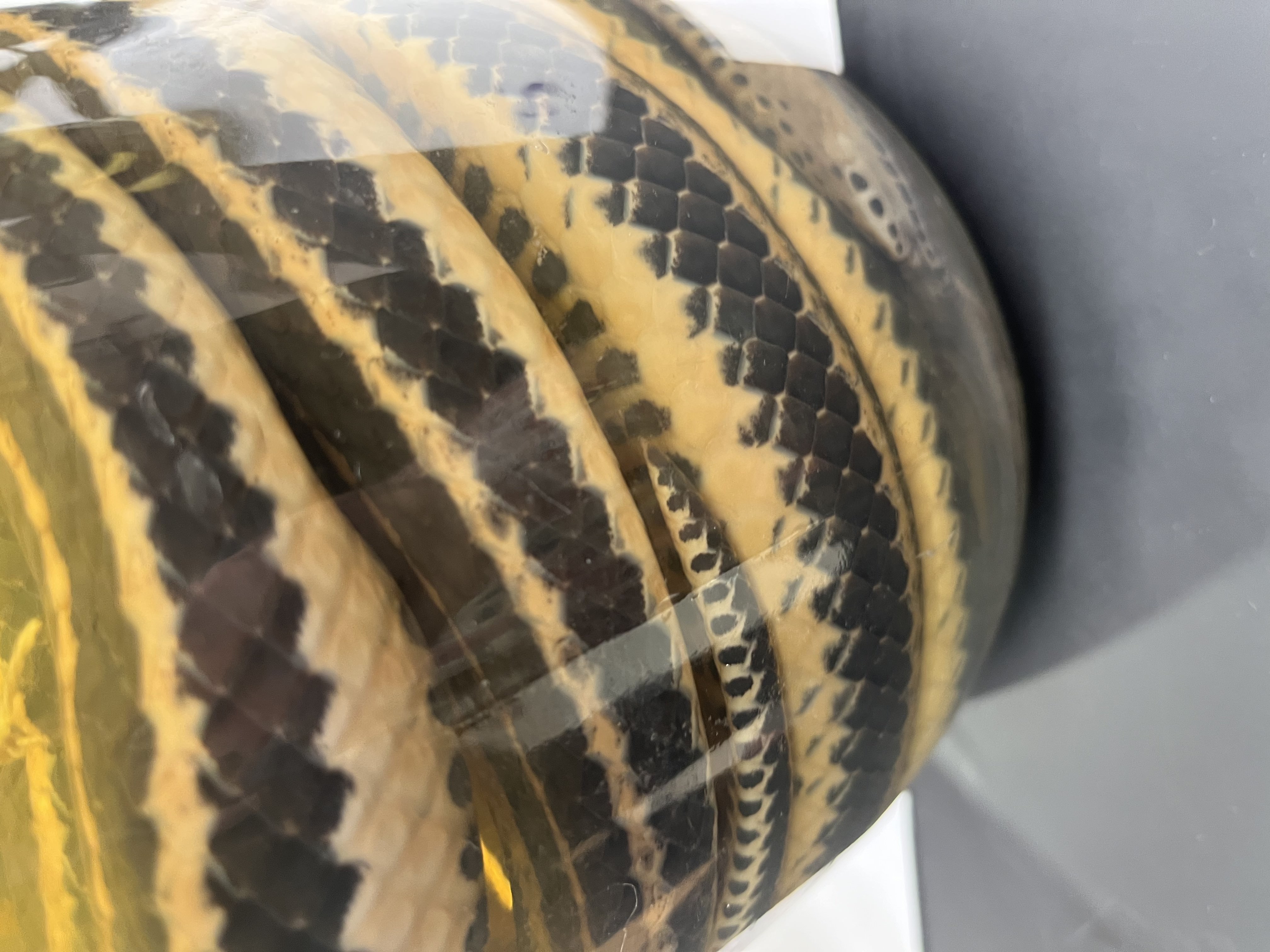 <ul><li><p>large size</p></li><li><p>black spotty back</p></li><li><p>white lines running down top</p></li><li><p>spots on belly</p></li><li><p>spots on lips</p></li></ul><p></p>