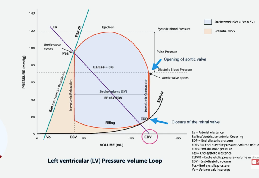 <p>the first phase is the isovolumetric contraction</p><p>the isovolumetric contraction begins with the closure of the mitral valve and ends with the opening of the aortic valve. </p><p>during this phase, the volume within the left ventricle remains constant, as the ventricle contracts, leading to a rapid increase in pressure (that’s why the axis goes up)</p><p>this phase is represented by a vertical line moving upwards on the right side of the loop. </p><p>ventricular pressure rises because the mitral valve closes and the aortic valve opens. </p><p></p>