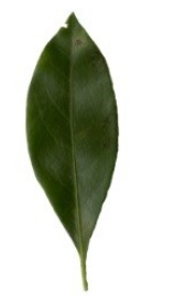 <p>Is this simple or compound?</p>