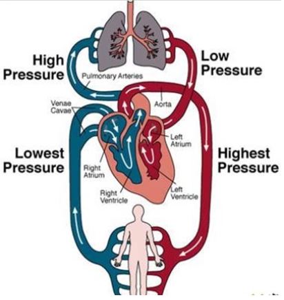 <p>b)  the aorta</p><p><em>To explain</em>:</p><p>The highest arterial blood pressure is at the aorta. The <u>systemic circulation</u> has a lot <u>more blood vessels</u> therefore provides <u>much greater resistance to blood flow and increases the pressure</u>. <mark data-color="green"><strong><em>Blood pressure is highest as it leaves through the aorta</em></strong></mark>.</p><p>Arterial pressure results from the pressure exerted by the blood in the large arteries. <u>Blood pressure depends on cardiac output and total peripheral resistance</u>. Arterial pressure fluctuates with each heart beat, according to the pumping of the heart.</p>