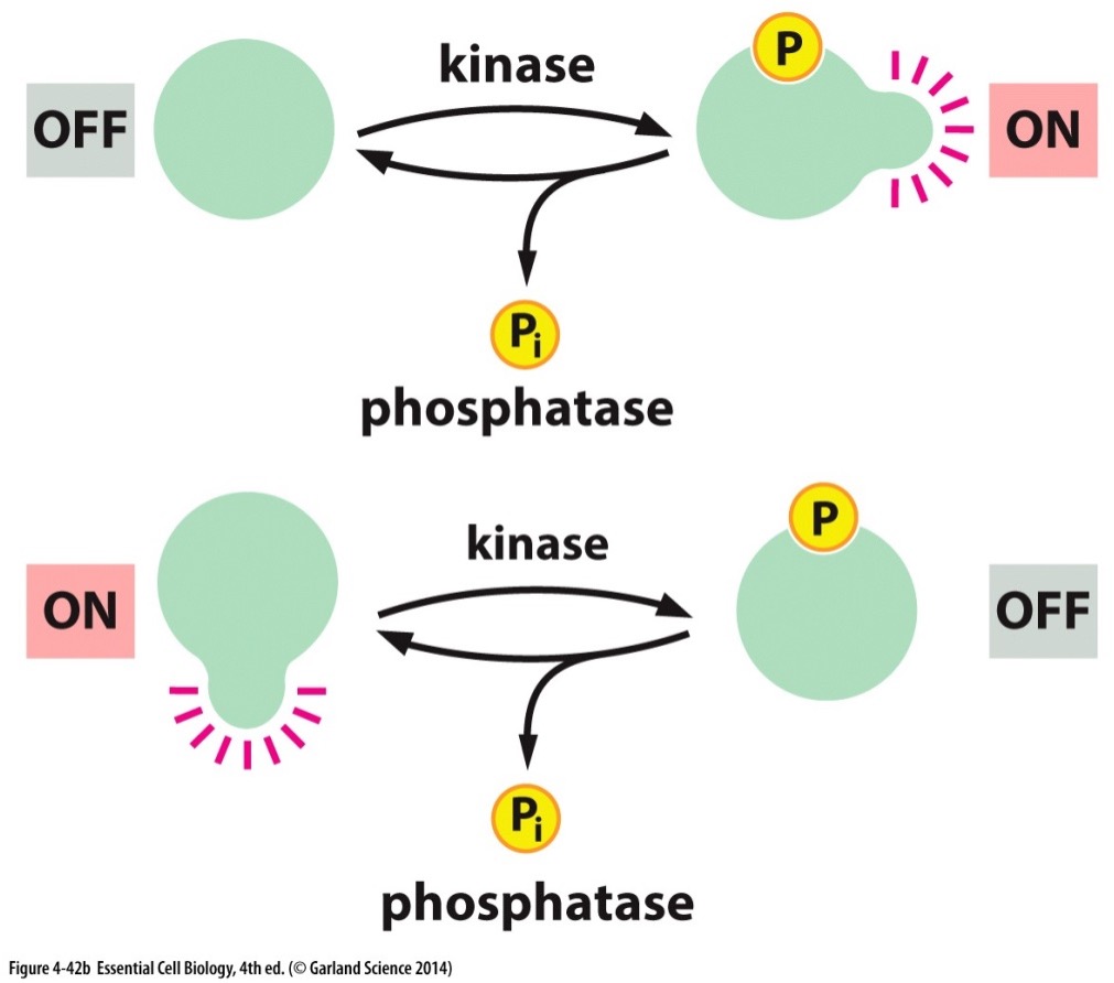 <p>Phosphorylation is the most common form of..</p>