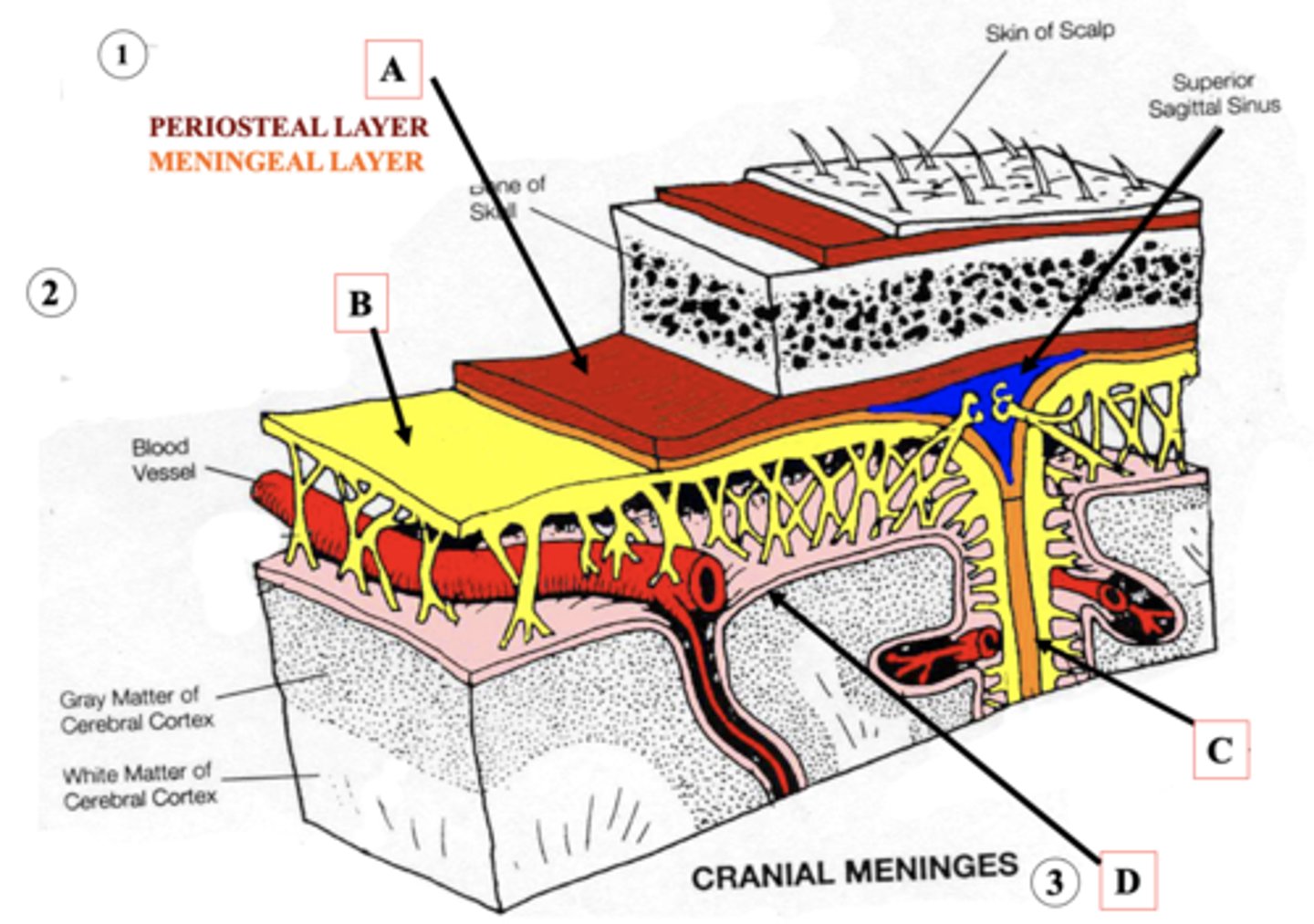 <p>Identify C.</p>