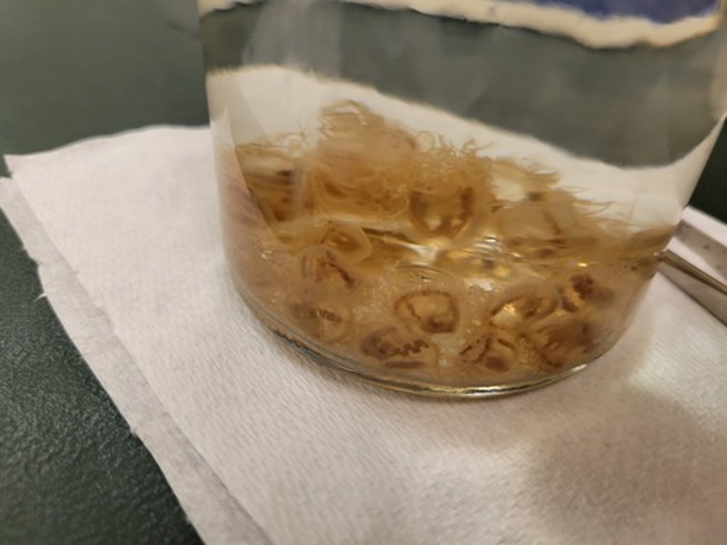 <p>Identify Taxonomy</p>