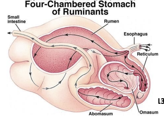 <ul><li><p>Rumen</p></li><li><p>Reticulum</p></li><li><p>Omasum</p></li><li><p>Abomasum</p></li></ul><p></p>
