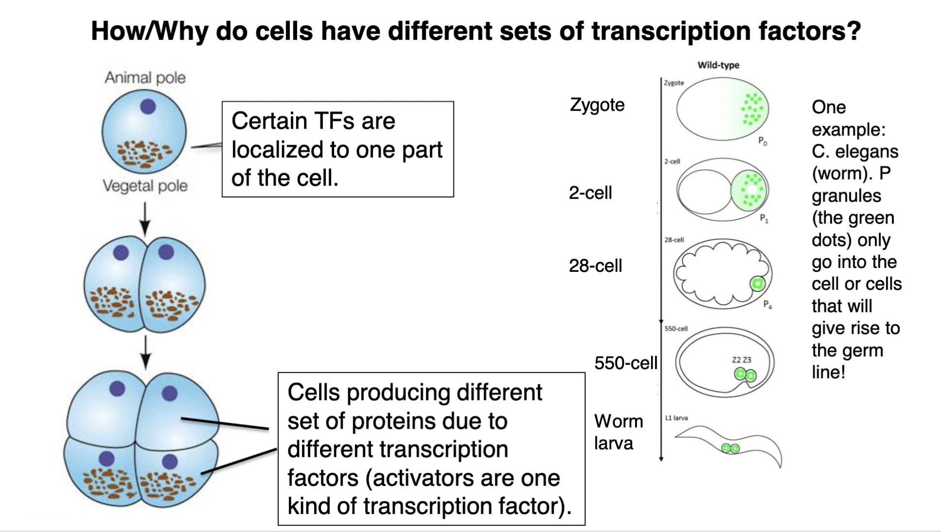 TF = transcription factor

\

1. certain TFs are localized to 1 part of the cell 
2. when the cell undergoes mitosis, because the TFs are on ONE side of the cell, the cell splits where only 1 of the daughter cells has the TFs in it (whereas the other daughter cell doesn’t get the TFs) 
3. this results in cells producing different sets of proteins due to different TFs (ex: diff activator proteins) 
