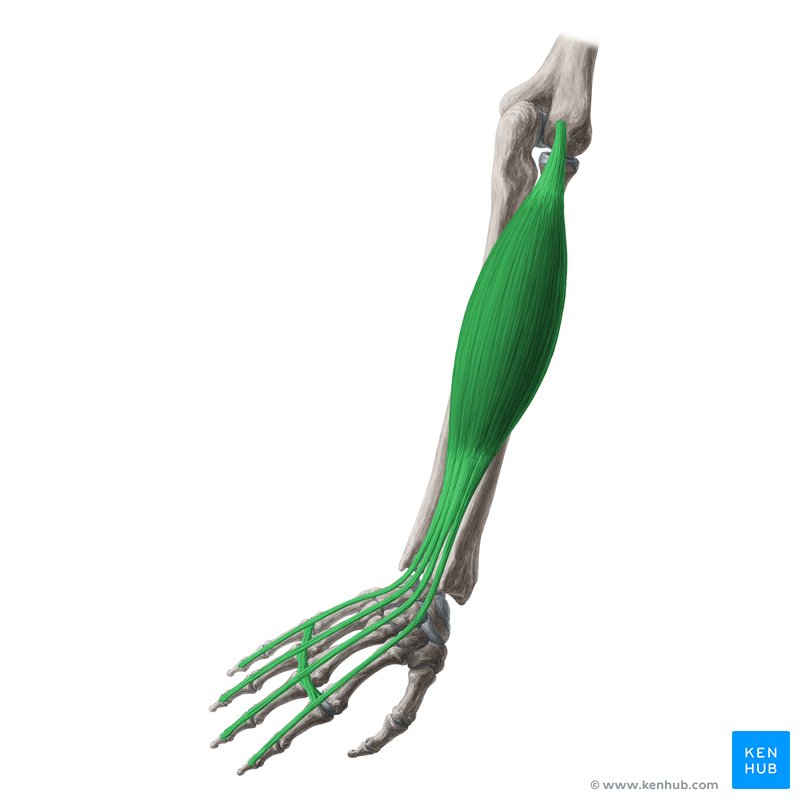 <p>Extends fingers/wrist, abducts fingers; located on the posterior forearm.</p>