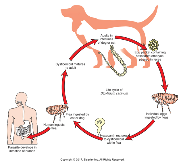 <ul><li><p>Metacestode stage is cysticercoid in intermediate host: flea​</p></li><li><p>Larval fleas ingest hexacanth embryos​</p></li><li><p>Dogs and cats ingest the infected fleas​</p></li><li><p>Children are most likely humans to ingest fleas and get zoonotic infection​</p></li><li><p>Must include good flea control in order to prevent reinfestation​</p></li><li><p>Egg packets found in fecal flotation​</p></li><li><p>Proglottids found in gross feces</p></li></ul><p></p>