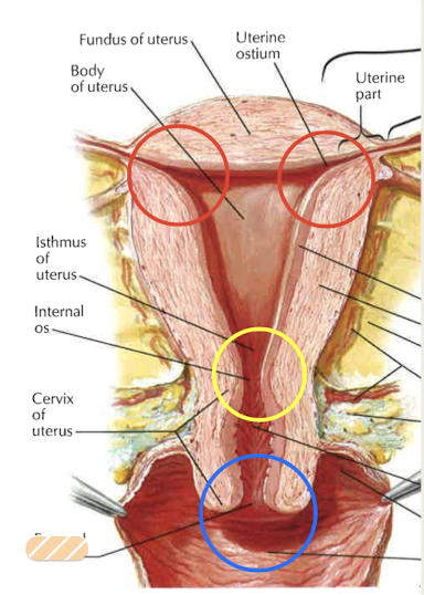 <p>cervix of uterus; opening into vagina; visible on speculum exam</p>