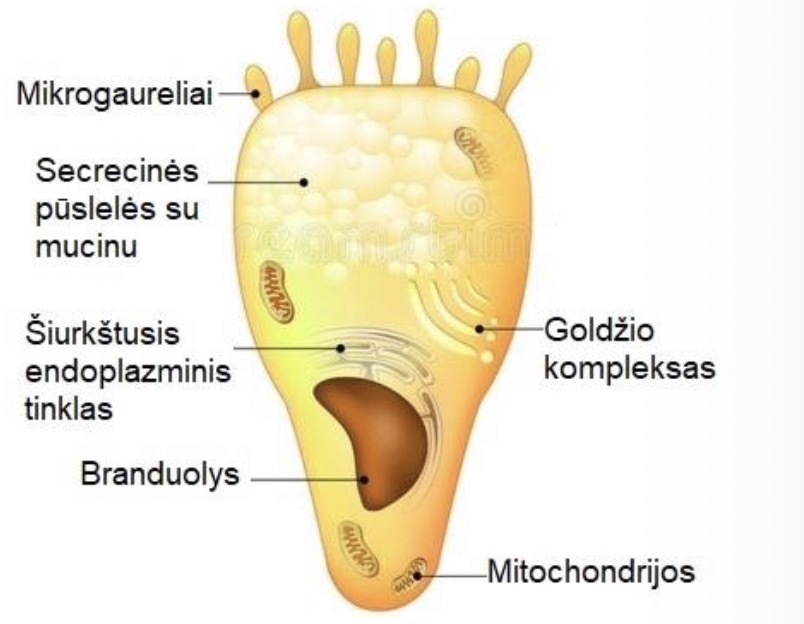 <p>Vienalaste liauka = taurine lastele, kurios randamos tarp kitu epitelio lasteliu</p>