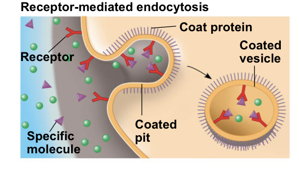 <p>uses membrane receptors for specific solutes</p>