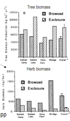 <p>Isle Royale - Lake Superior</p><p>exclosures have been used since 1940 to see the effect of moose browsing on vegetation</p><p>moose browsing: alters forest structure (decreases tree biomass, increases herb biomass because of increased light), alters tree spp composition (increases spruce biomass, decreases balsam fir and dogwood biomass), affects amount of leaf litter (thus nutrient availability and thus primary productivity)</p><p>these changes likely also affect many animal spp</p>