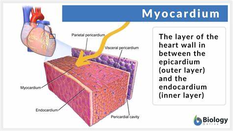 <p>myocardium (2nd part of heart wall)</p>