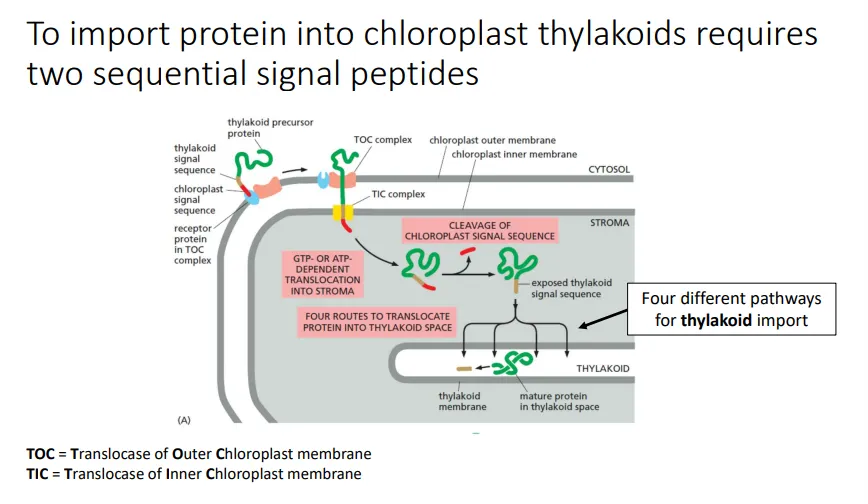 <ul><li><p>the chloroplast proteins that must be imported from the cytosol (originating from genes in the nucleus) into the thylakoid lumen have <strong>two signal peptide sequences at the N-terminus</strong></p></li><li><p>the <strong>first </strong>chloroplast signal sequence is a<strong> recognition motif </strong>for the <strong>TOC </strong>(outer membrane) and <strong>TIC </strong>(inner membrane) <strong>protein complexes </strong></p></li><li><p>when the sequence is recognised, it triggers the transient <strong>linearisation </strong>of the precursor peptide so that it can be <strong>translocated </strong>across the double membrane into the chloroplast <strong>stroma</strong></p></li><li><p>then the chloroplast signal peptide is<strong> cleaved off </strong>by <strong>signal peptidase, </strong>which <strong>exposes </strong>the <strong>second </strong>thylakoid signal sequence</p></li><li><p>this is recognised and allows the protein to be imported into the <strong>thylakoid lumen</strong></p></li></ul><p></p>