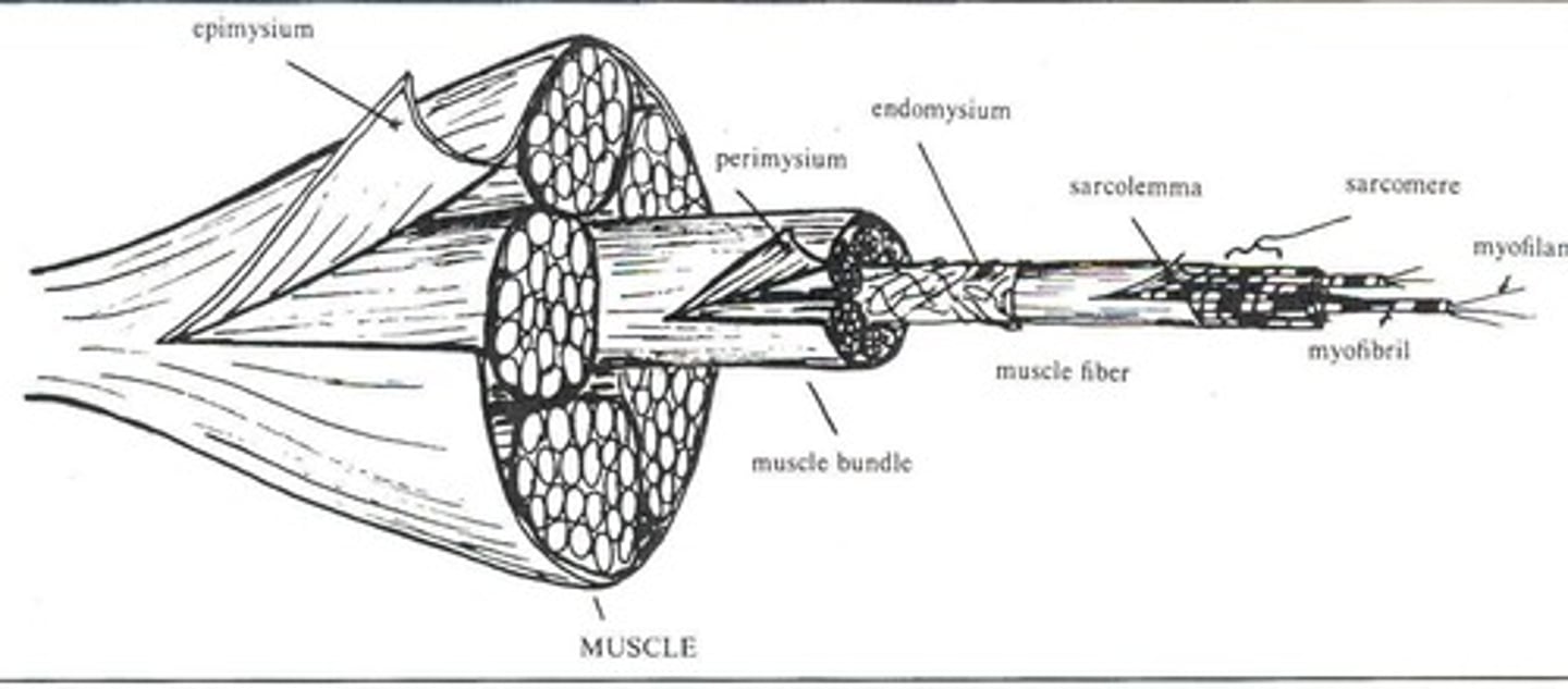 <p>epimysium ( muscle) , perimysium ( muscle bundle), endomysium ( muscle fiber), sarcolemma, sarcomere, myofibril, myofilament</p>