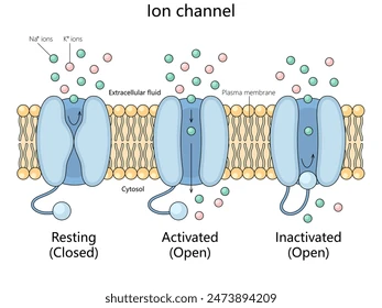 <p>Explain the ion channel process</p>