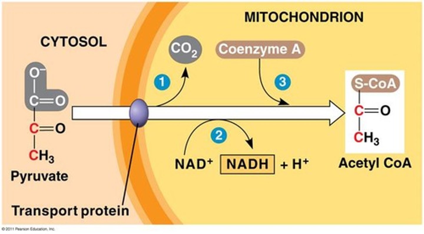 <p>Substrate → Product: Pyruvate → Acetyl-CoA + CO₂</p><p>Enzyme:</p><p>1) Pyruvate dehydrogenase (CO₂ removal)</p><p>2) Dihydrolipoamide acetyltransferase/ Dihydrolipoyl transacetylase (adds CoASH)</p><p>3) Dihydrolipoamide dehydrogenase/ Dihydrolipoyl dehydrogenase (NADH + H⁺</p><p>Energy intermediates: NAD⁺ +2H⁺ + 2e⁻ → NADH + H</p><p>Other molecules: CO₂ released</p><p>Notes: Link between glycolysis and Krebs cycle; irreversible oxidative decarboxylation.</p>
