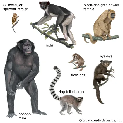 <p>primate</p>