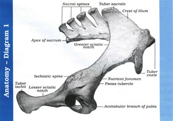 <ul><li><p><span>Tuber sacrale</span></p><ul><li><p><span>Point of croup</span></p></li></ul></li><li><p><span>Tuber ischii</span></p><ul><li><p><span>Point of buttock</span></p><ul><li><p><span>cow: pin</span></p></li></ul></li></ul></li><li><p><span>Tuber coxae</span></p><ul><li><p><span>Point of hip</span></p><ul><li><p><span>cow: hook</span></p></li></ul></li></ul></li></ul><p></p>