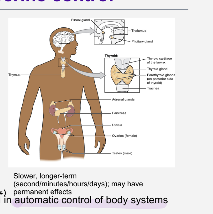 <ul><li><p>slower </p></li><li><p>longer tern - min,days ,hours </p></li><li><p>may have permanent effect </p></li><li><p>automatic control of body systems </p></li></ul><p></p>