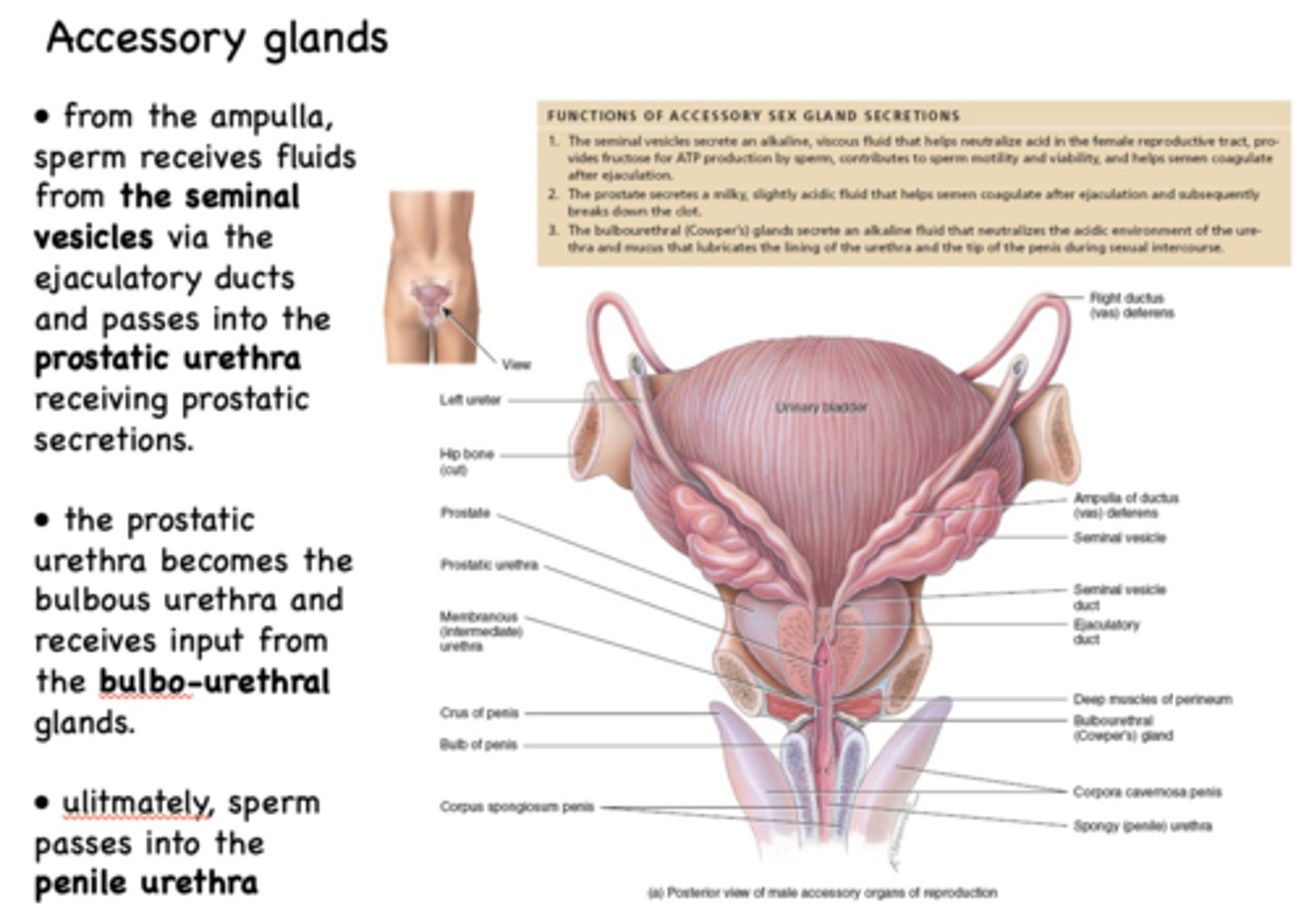 <p>prostatic urethra</p>
