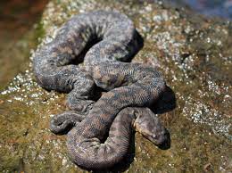 file snakes (caenophidia)

\

1. all aquatic 
2. loose baggy skin with small tubercles and triangularily keeled scales (skin feels like sandpaper)
3. water moves rapidly over body surface through interscalar channels (may be adaptation for staying hydrated during rare migration of land)
4. nearly incapable of movement on land