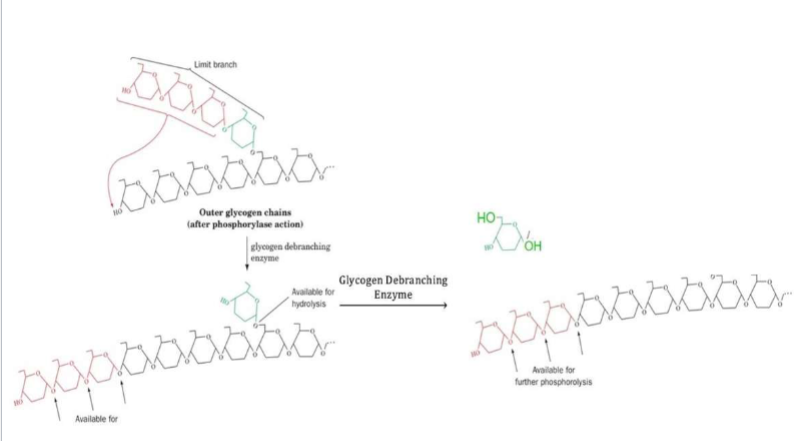 <ul><li><p><span style="color: rgb(0, 0, 0);">Catalyzed by glycogen debranching enzyme</span></p><ul><li><p><span style="color: rgb(0, 0, 0);">A. Possesses 2 enzymatic functions</span></p><ul><li><p><span style="color: rgb(0, 0, 0);">1. Works on <strong>limit branches</strong> (tetraglucosyl unit) by cleaving alpha(1→4) glycosidic bond between branch point glucosyl residue &amp; 2nd glucosyl residue of limit branch</span></p><ul><li><p><span style="color: rgb(0, 0, 0);">i. Transfers liberated triglucosyl unit to a nonreducing end of glycogen (this allows glycogen phosphorylase to break it down)</span></p></li></ul></li><li><p><span style="color: rgb(0, 0, 0);">2. Liberates branch point glucosyl residue by cleaving alpha(1→6) glycosidic bond, releasing it as glucose</span><span style="color: rgb(0, 0, 0);"><br></span></p></li></ul></li></ul></li></ul><p></p>