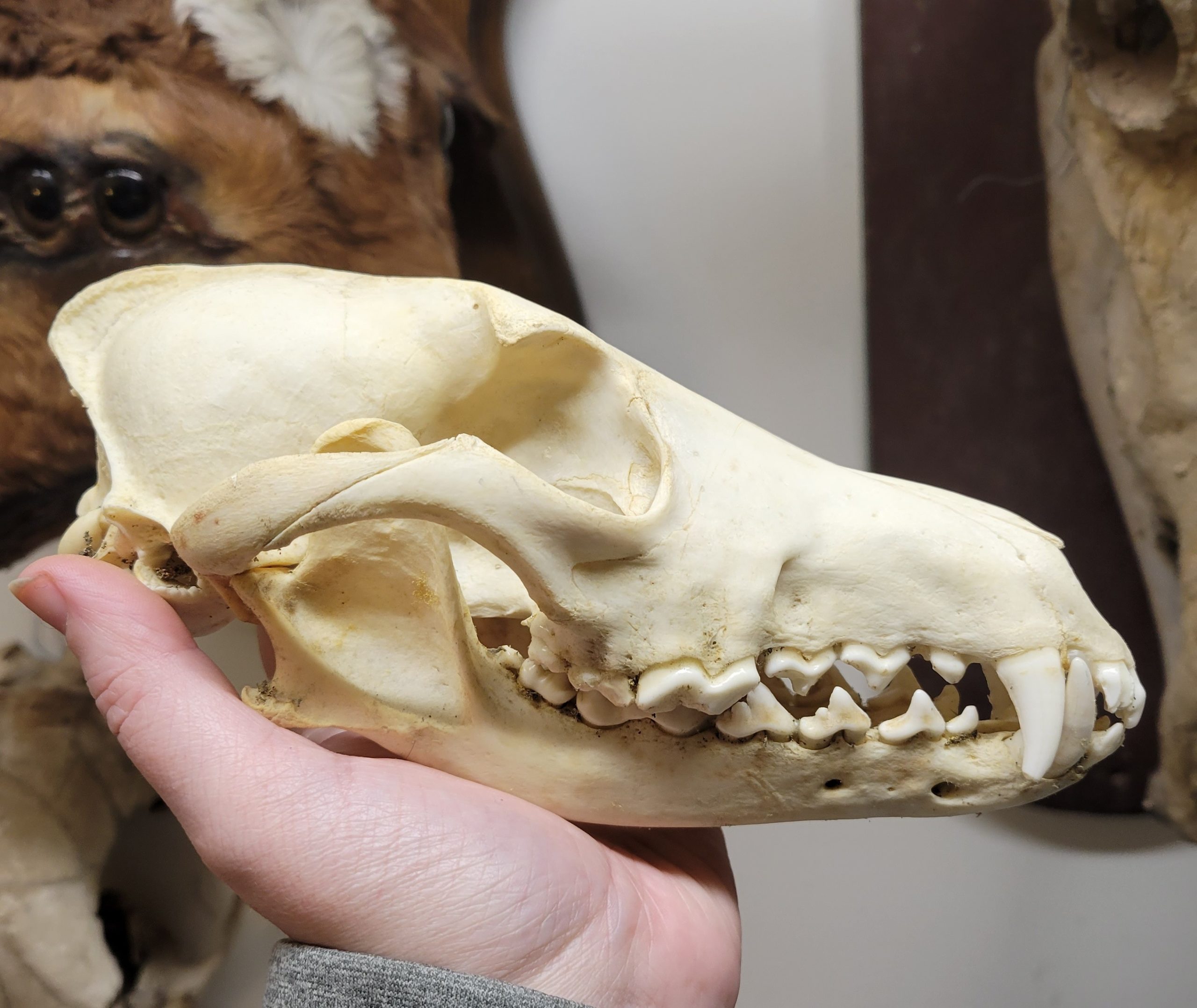 <p><u>Skull</u>: large canines, rostrum slopes gently to forehead</p>