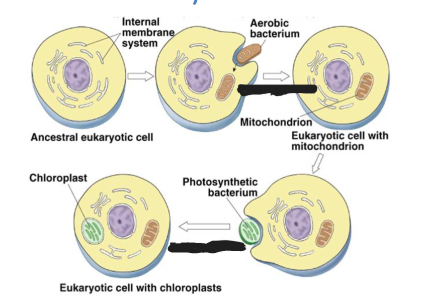 <p><span style="background-color: transparent;"><span>how organisms went from prokaryotes to eukaryotes; Aerobic bacteria became incorporated into an ancestral eukaryotic cell, becoming the mitochondria. at the same time, photosynthetic bacterium was engulfed in these protoeukaryotes and they became the chloroplasts</span></span></p>