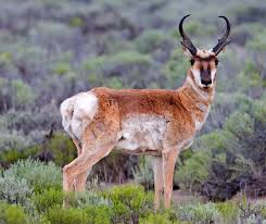 <p>pronghorn</p><ul><li><p><span style="background-color: transparent;"><span>Have barrel shaped bodies with long thin legs. Are the fastest new world mammal.&nbsp;</span></span></p></li><li><p><span style="background-color: transparent;"><span>Herds of grazers and browsers in dry regions of grassland and shrubland. Have had a decline since 1800s. Migrate between summer and winter.</span></span></p></li></ul><p></p>