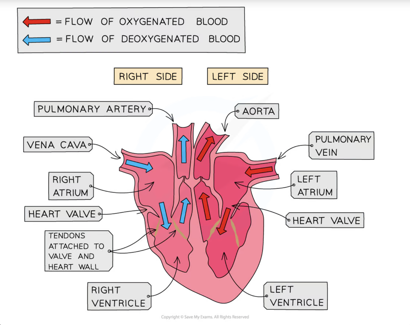 <ul><li><p>consists of 2 atria and 2 ventricles</p></li><li><p>right and left side separated by septum</p></li><li><p>made of cardiac muscle</p></li><li><p>papillary muscles contract to pull on valve tendons to prevent inversion of valves during systole</p></li><li><p>atria and ventricles have valves between them called atrioventricular valves: <strong>RIGHT SIDE – TRICUSPID, LEFT SIDE – BICUSPID / MITRAL</strong></p></li><li><p>2 types of valves: <strong>ATRIOVENTRICULAR – TENDONS, SEMI-LUNAR – POCKETS</strong></p></li></ul>