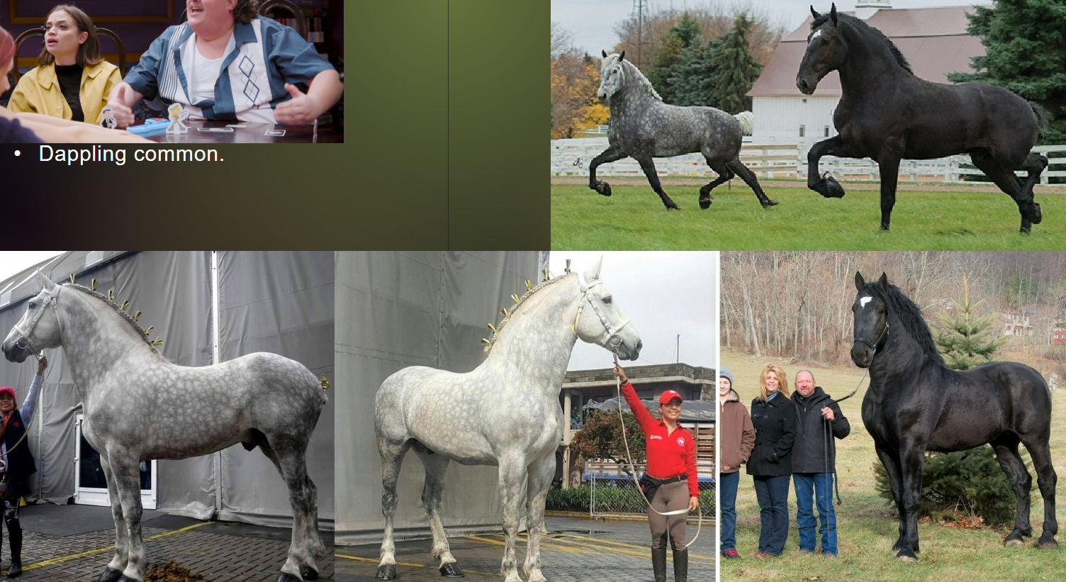 <p>Usually grey, but can be black.</p><p>• Dappling common</p>